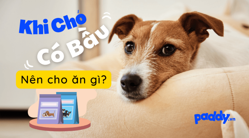 Chăm sóc dinh dưỡng cho chó có thai: thức ăn phù hợp giai đoạn mang bầu